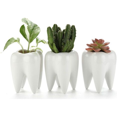 Lot de 3 mini pots à succulentes en céramique blanche, forme dent décorative (1/5)