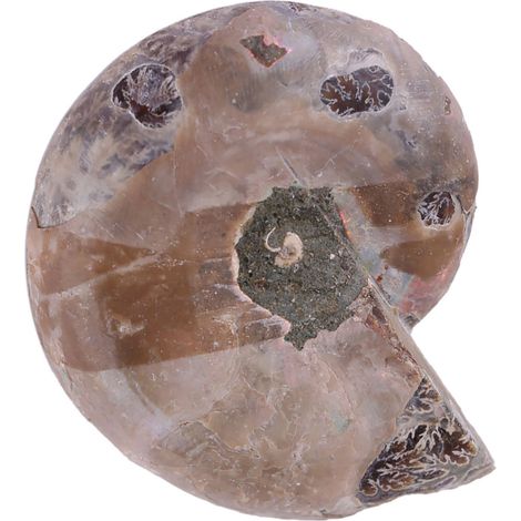 Scheibe einer fossilen Muschel aus Madagaskar, gespaltene Muschel, Ammonit, paläontologisches Lehrfossil (ein Paar von zwei) (1/5)