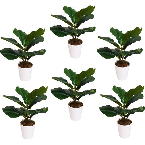 Pack of 6 x 38cm Potted Fiddle Fig Plant (1/5)