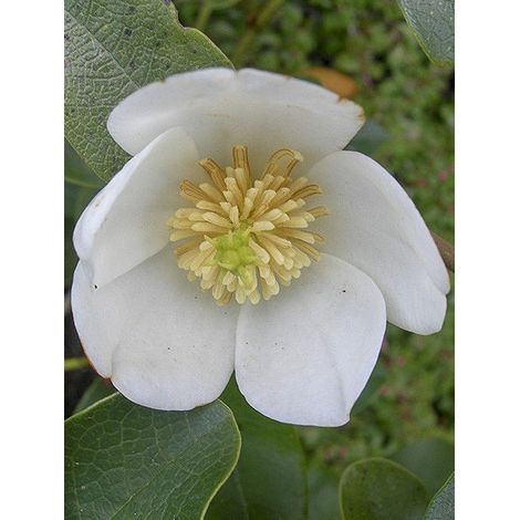 Michelia 'Gail's Favorite' Pot de 4L/5L (1/3)