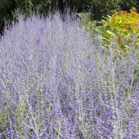 Lavande d'Afghanistan Blue Spire, Sauge Russe, Perovskia/Pot de 4L - 40/60 cm