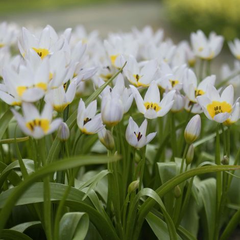 Tulipe de Crète - Tulipa saxatilis Bulbe calibre 6+ (par 10) (1/2)