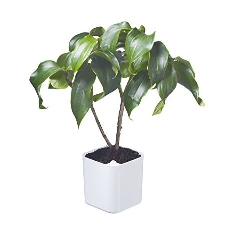EDEN PLANTENPOT WIT 20X20X21 CM - 5 L ORTHEX 54110 (6)