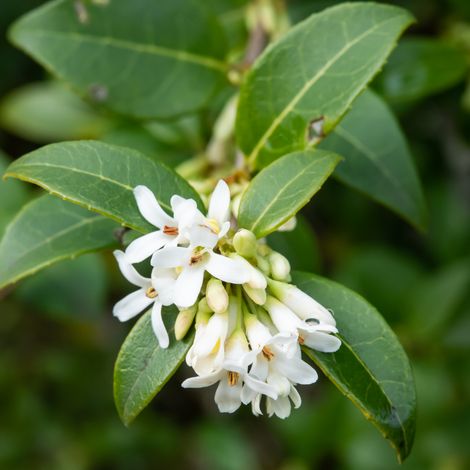 Osmanthe de burkwood - Osmanthus burkwoodii 40cm en pot (1/4)