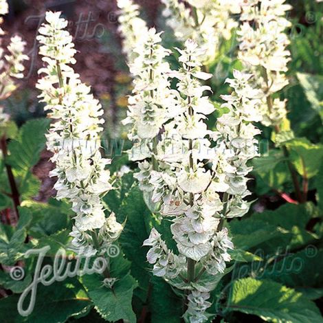 Sauge sclarée Vatican White | Conditionnement: Lot de 9 godets