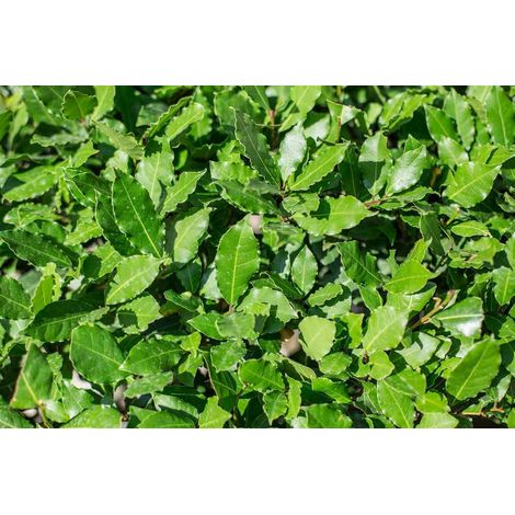 Vivaio Garden Forest – Laurier (laurus nobilis) pot 18 – Hauteur 100 cm – Feuillage persistant – Pour haies lumineuses et parfumées (1/2)