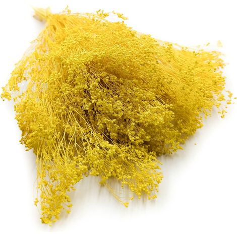 Fleurs de genêt séchées - Genêt - Jaune