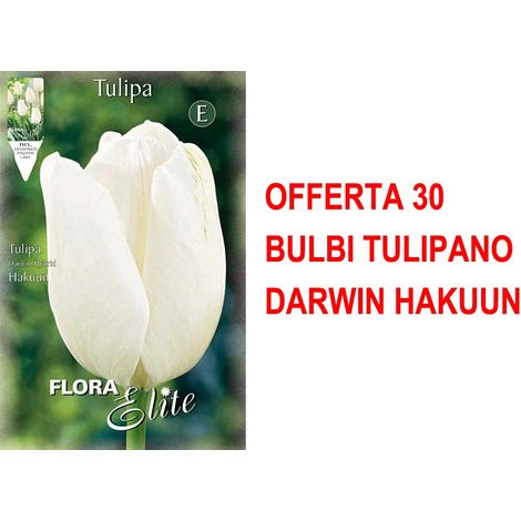 BULBI AUTUNNALI OFFERTA 30 BULBI TULIPANO DARWIN HAKUUN