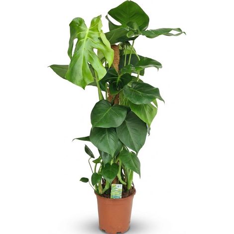 Plante d'Intérieur Monstera Deliciosa sur Tuteur - Plante Verte Tropicale - H90 cm Pot Ø19 cm - PANGIVO (1/5)