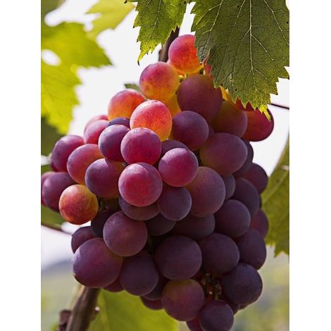 Vigne 'Katharina®' Pot de 4L/5L