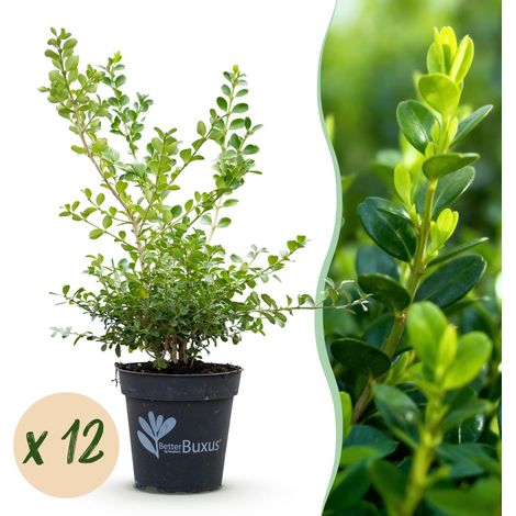 Buis Babylon Beauty Résistant Maladie et Pyrale Lot de 12 Plantes pour Haie 2m - PANGIVO (1/5)
