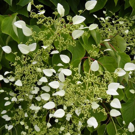 Hortensia grimpant hydrangeoïdes/Godet - 5/20 cm