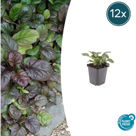 Lot de 12 Ajuga reptans 'Catlin's Giant' Couvre-sol à Fleurs Bleues et Feuillage Violet Pot Ø9cm - PANGIVO (1/5)