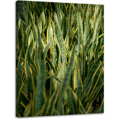 Leinwanddruck Botanik Grünes Gras 30x40 cm