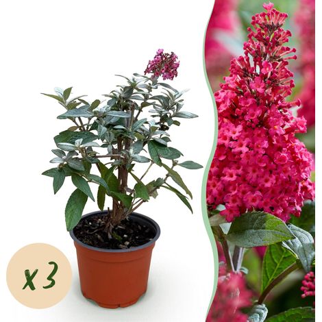 Arbre aux Papillons Buddleja davidii Butterfly Candy Little Ruby Compact Rouge Lot de 3 - PANGIVO (1/5)