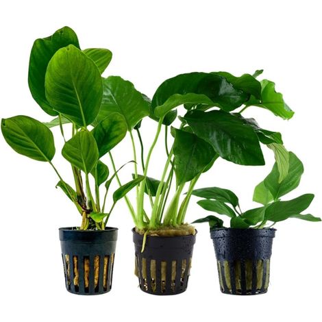Pflanzen Set mit 3 Anubias Aquariumpflanzen Set Nr.242