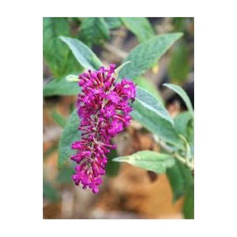 Arbre aux papillons 'Miss Ruby' Pot de 3L/4L