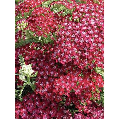 Achillée millefeuille 'Summerwine' Godet de 8/9 cm