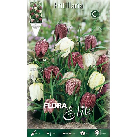 FRITILLARIA MELEAGRIS (CONFEZIONE DA 10 BULBI)