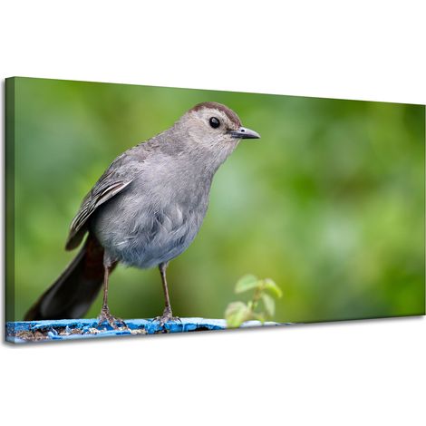 Leinwanddruck Tiere Sitzender Vogel 120x60