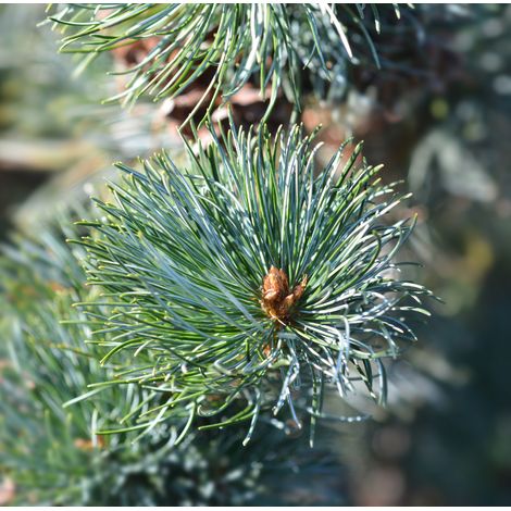Pin Negishi - Pinus parviflora Negishi 25/35cm Pot 2,5L (1/4)