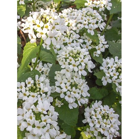 Pachyphragma macrophyllum Godet de 8/9 cm (1/5)