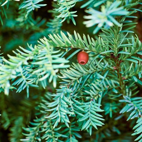 If à baies - Taxus baccata 20 cm Godet 9cm en 20 cm Godet (1/4)