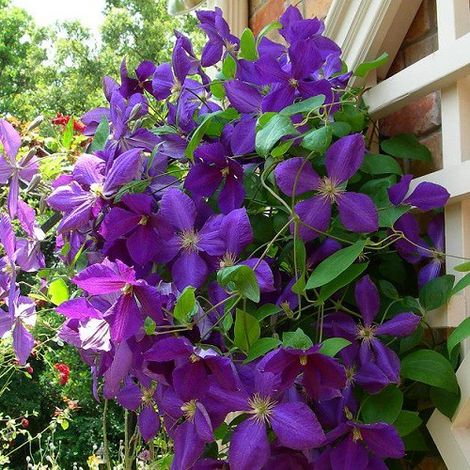 Gardenaria Clematis 'Jackmanii' - Pianta rampicante ornamentale da esterno - Altezza: 100/125 cm (vaso19)