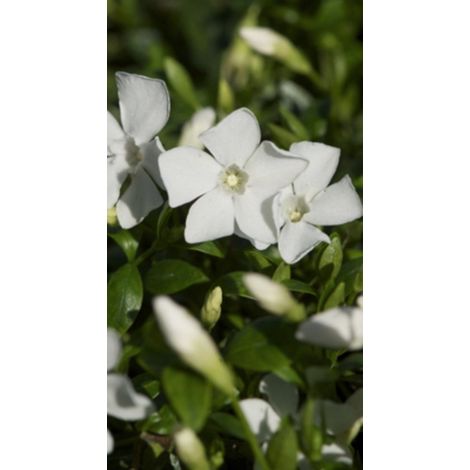 6 x Vinca minor 'Gertrude Jekyll' - PETIT PÉRIODE - pot 9 x 9 cm