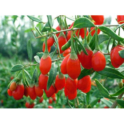 GOJI ORIGINAL TIBETANO (1 PIANTA)
