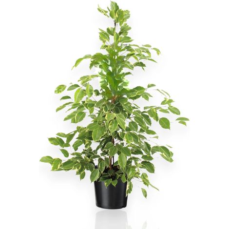 Gardenaria Ficus benjamina 'Golden King' - Pianta da interno ornamentale - Altezza: 100 cm (vaso 21) (1/5)
