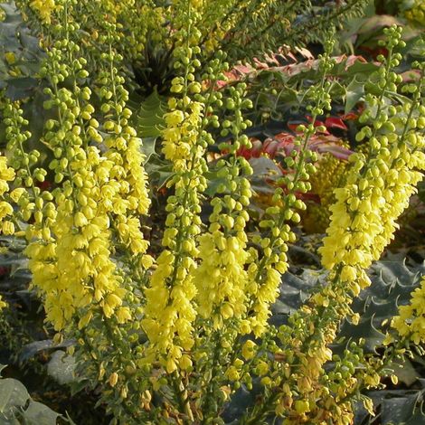 Mahonia Charity/Pot de 3L - 20/40 cm (1/5)