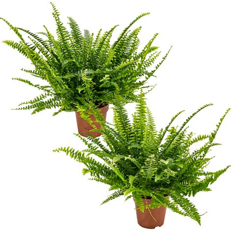 Bloomique - Lot de 2 - Nephrolepis Green Lady - Fougère de Boston - Plante d’intérieur - Dépolluante - Pet Friendly - 20-30 cm de Haut - Pot 12 cm