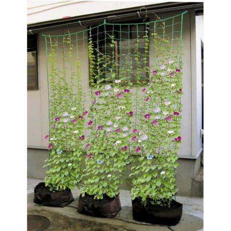 1 Filet d'escalade, 180x500cm, nylon et plastique, treillis support culture, pour fleurs vignes jardin (1/3)