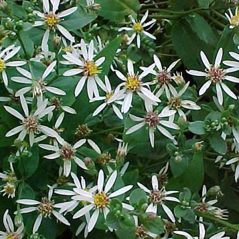 4 x Aster divariqué - Aster divaricatus  - godet 9x9 cm