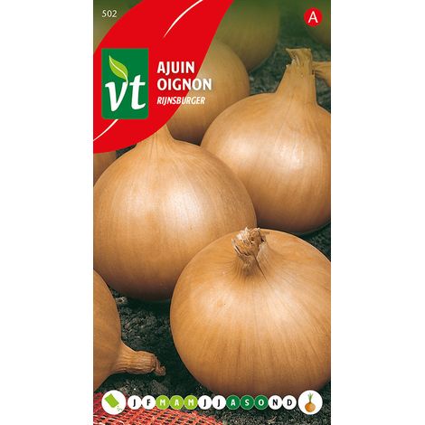 Oignon Rijnsburger - Ca. 4 gr (Livraison Gratuite) (1/2)