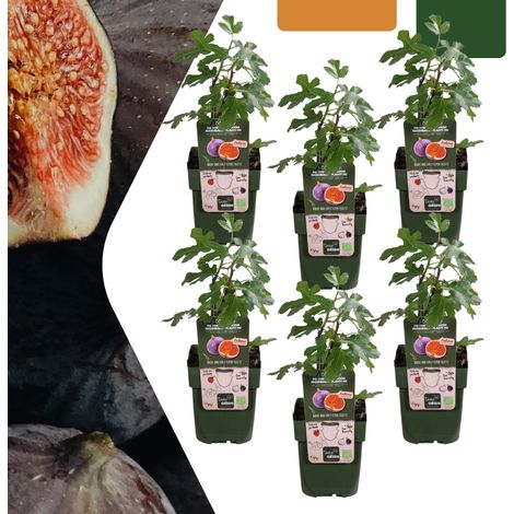 Lot de 6 Figuiers Bio Ficus carica - Plantes Fruitières pour Jardin et Terrasse - Pot Ø 13 cm - PANGIVO (1/5)