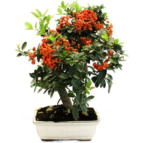 Bonsai Pyracantha - Bonsai Agazzino - H 35-40 cm Vaso Ø 20 cm (1/3)