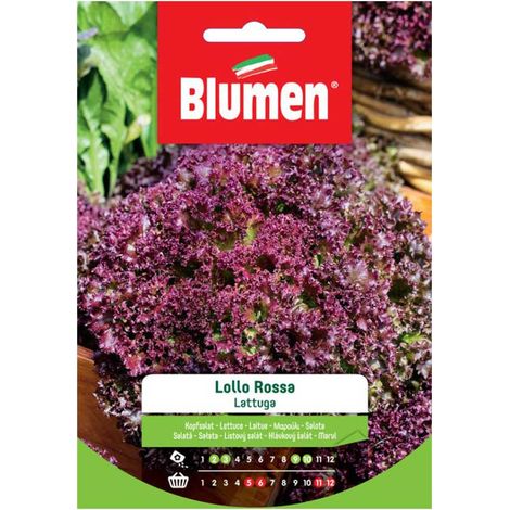 SEMI LATTUGA LOLLO ROSSA BLUMEN
