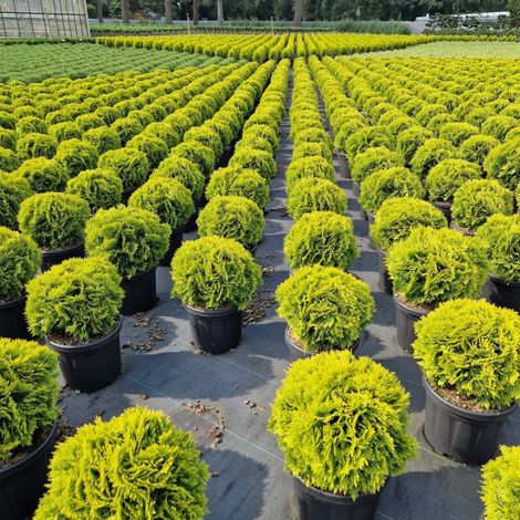 Thuya occidental Mirjam - Thuja occidentalis Mirjam 25/30cm Pot 6L