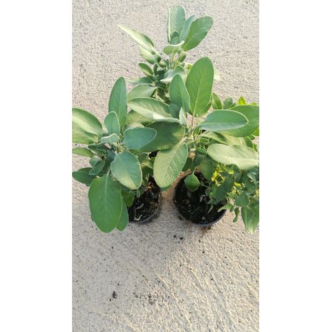 N. 4 PIANTE DI AROMATICHE IN VASO CM 14 SALVIA,TIMO, ROSMARINO, MENTA.