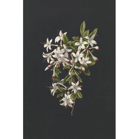 papier peint panoramique fleurs rose clair et noir - ESTAhome (1/5)