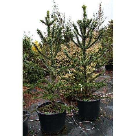 Pino del Cile "Araucaria araucana" Pino del Paranà pianta in vaso ø15 cm h. 15/20 cm
