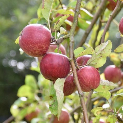 Pommier Api Rose/Pot de 15L (1/5)