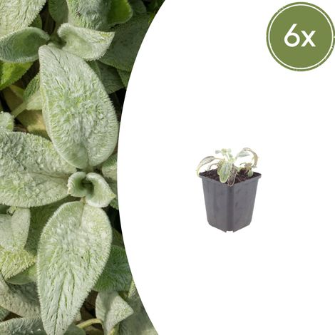 Lot de 6 Stachys byzantina Silver Carpet - Plante Couvre-sol Gris Argenté - H10-25 cm - PANGIVO (1/5)