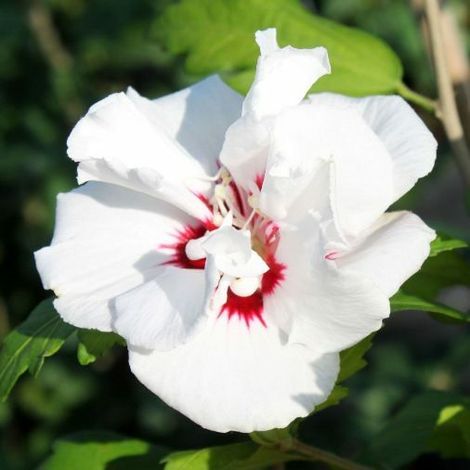 PIANTA DI HIBISCUS SYRIACUS VASO 16 ALTEZZA 30/40 cm (foto reali) COLORI MIX-SPECIOSUS