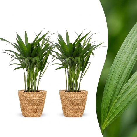 Palmier d'Intérieur Areca Lutescens avec Panier en Herbe de Mer Lot de 2 Pot 12 cm H 45 cm (1/5)