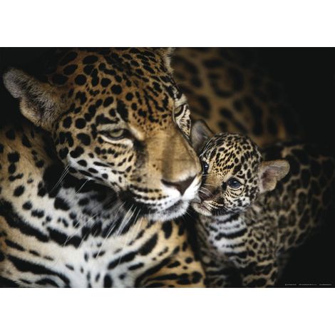 Jaguars, photo murale, 160 x 115 cm, 1 part (1/2)