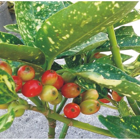 Planta de Laurel Manchado. Aucuba Japonica Variegata Altura Planta 30 - 40 Cm