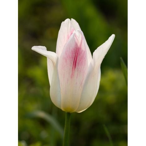 Tulipe Triomphe 'Kyoko Takahashi' Bulbe calibre 11/12 (par 10) (1/2)